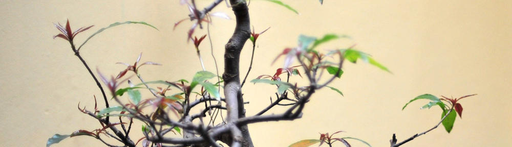 Rainer Stahl, Wachtberg near Bonn